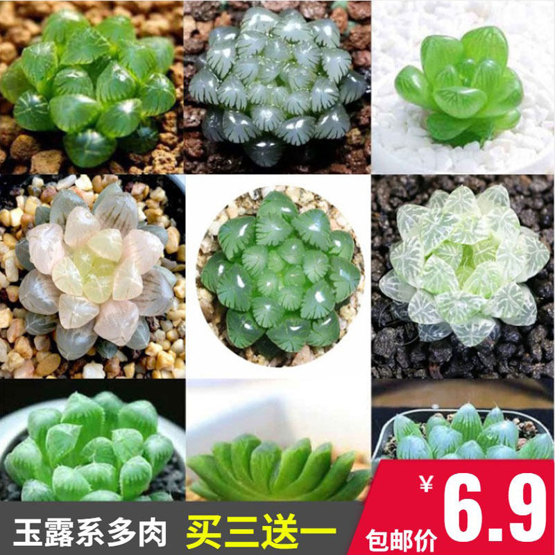 多肉植物姬玉露五十铃玉水晶掌玉扇樱水晶姬寿光玉宝草乌木满包邮_虎窝淘
