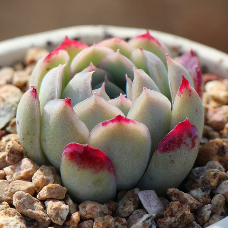 多肉植物粉月影 新手肉肉组合盆栽 花卉绿植