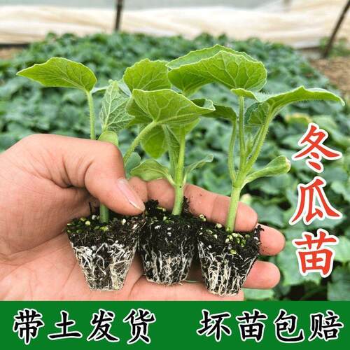 老品种冬瓜苗黑皮大冬瓜
