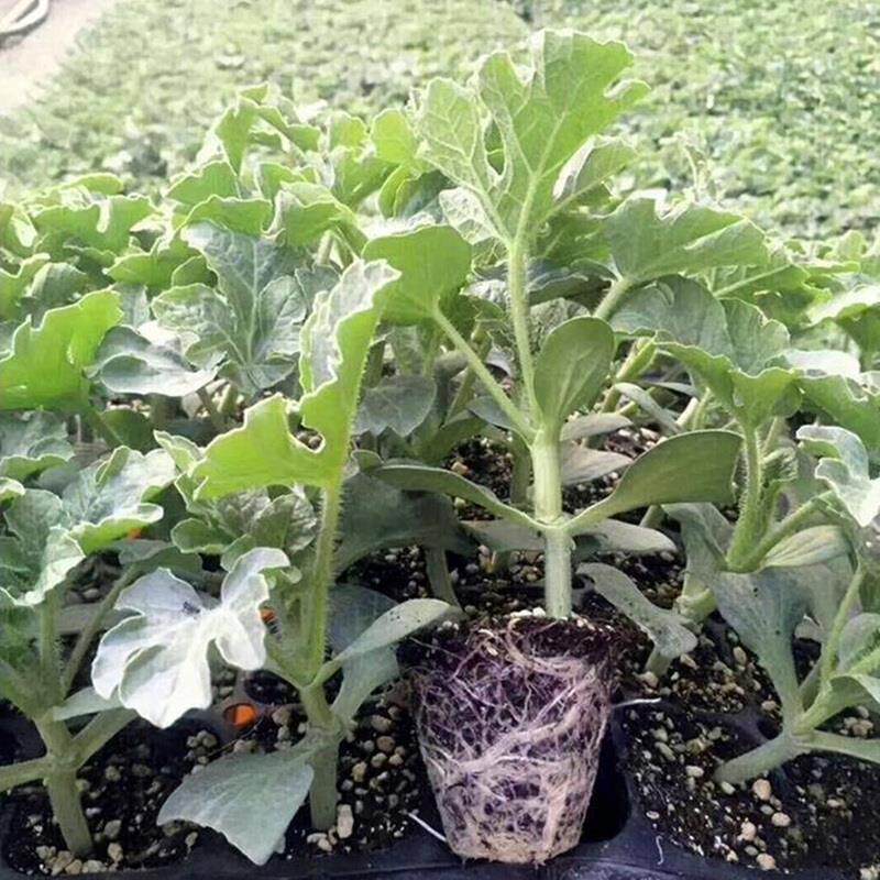 8424嫁接西瓜苗秧苗无籽美都麒麟瓜苗秧南方阳台盆栽种植育苗秧苗