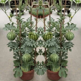 盆栽阳台嫁接西瓜苗8424麒麟瓜苗南方四季 小西瓜苗秧种植有机菜苗