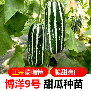 各种甜瓜种籽绿宝面瓜羊角蜜博洋9号甜瓜苗哈密瓜种博洋9号甜瓜种