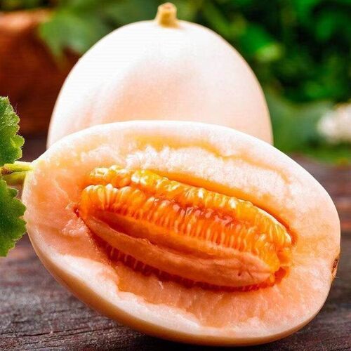 东方蜜甜瓜秧苗酥脆薄皮甜瓜苗秧绿宝石香瓜甜瓜苗盆栽地栽