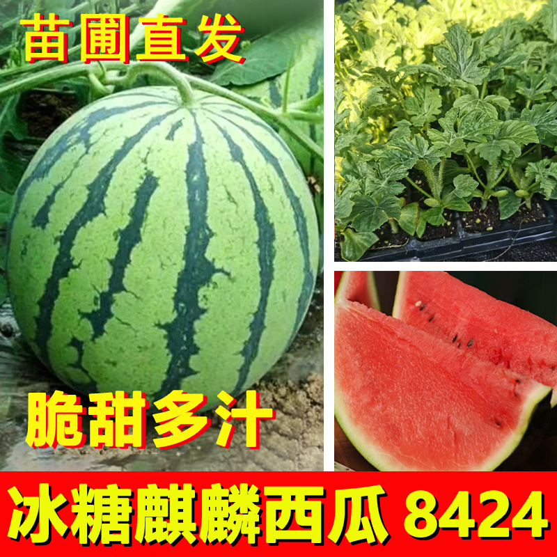 西瓜苗8424嫁接苗无籽西瓜秧四季南方阳台种植盆栽蔬菜苗