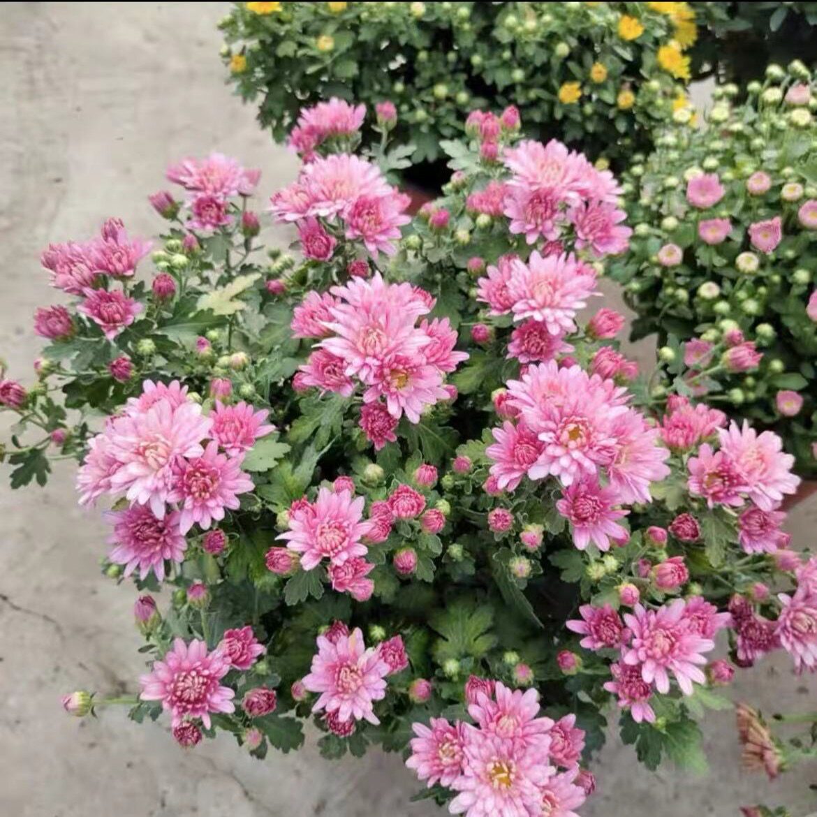 粉色球菊千头菊小雏菊盆栽菊花带花苞室内外种植