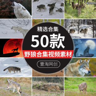 动物野狼捕食灰狼白狼北极狼群雪地草原狼犬孤狼短视频剪辑素材