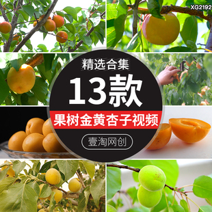 农业种植黄杏果树杏树金黄杏子采摘丰收果园宣传片短视频剪辑素材