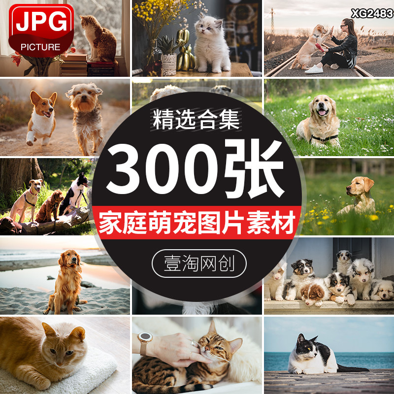 高清可爱动物宠物萌宠狗狗犬猫咪小猫小狗壁纸图片照片设计素材