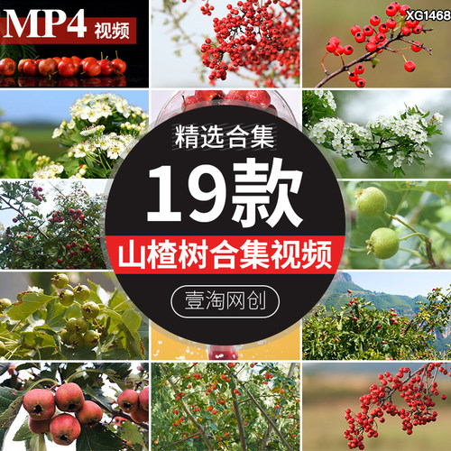 果实成熟山楂树山楂开花山里红果天然果园野果抖音短视频剪辑素材