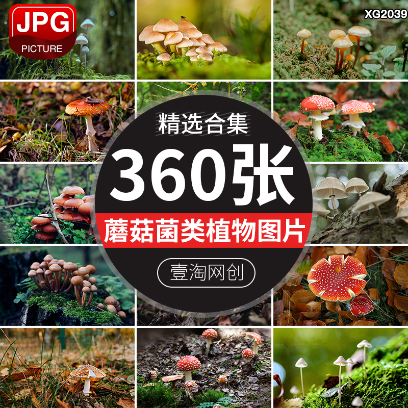 野外野生蘑菇菌种菌类毒蘑菇食用香菇菌子特写摄影图片照设计素材