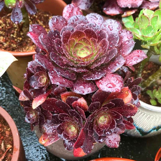 多肉植物法师 荷兰圆叶 荷兰玫瑰手捧花办公室内桌面绿植花卉盆栽