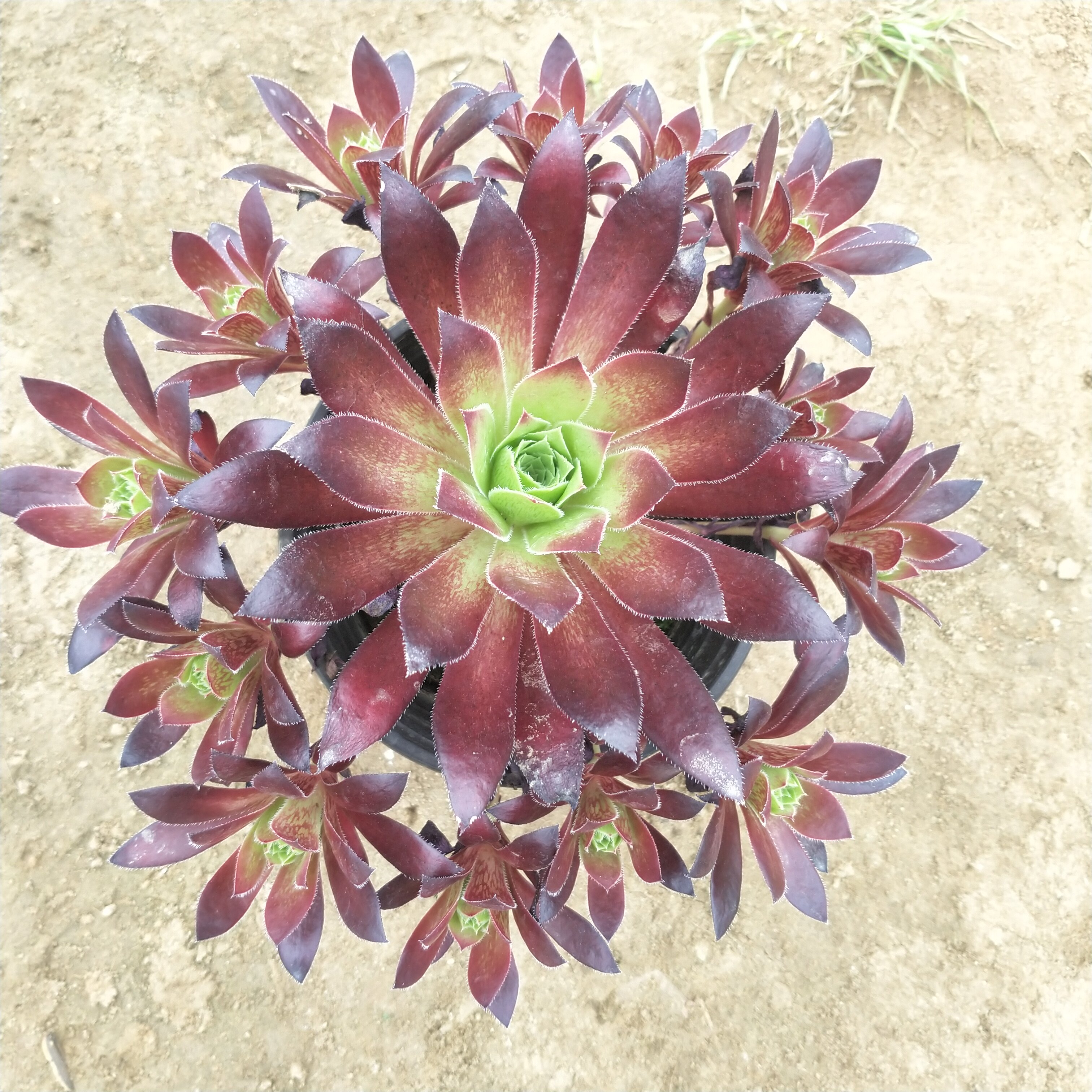 新三仙孔雀多肉植物园艺花卉盆栽直播一物一拍带根巨型植物缀化