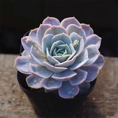 多肉植物组合盆栽绿植花卉蓝色惊喜办公桌含盆带土办公桌客厅肉肉