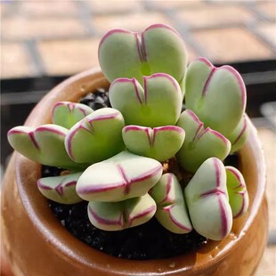 赤耳少将肉锥皮卡丘群生多头非口迪番杏科多肉植物萌肉肉组合盆栽