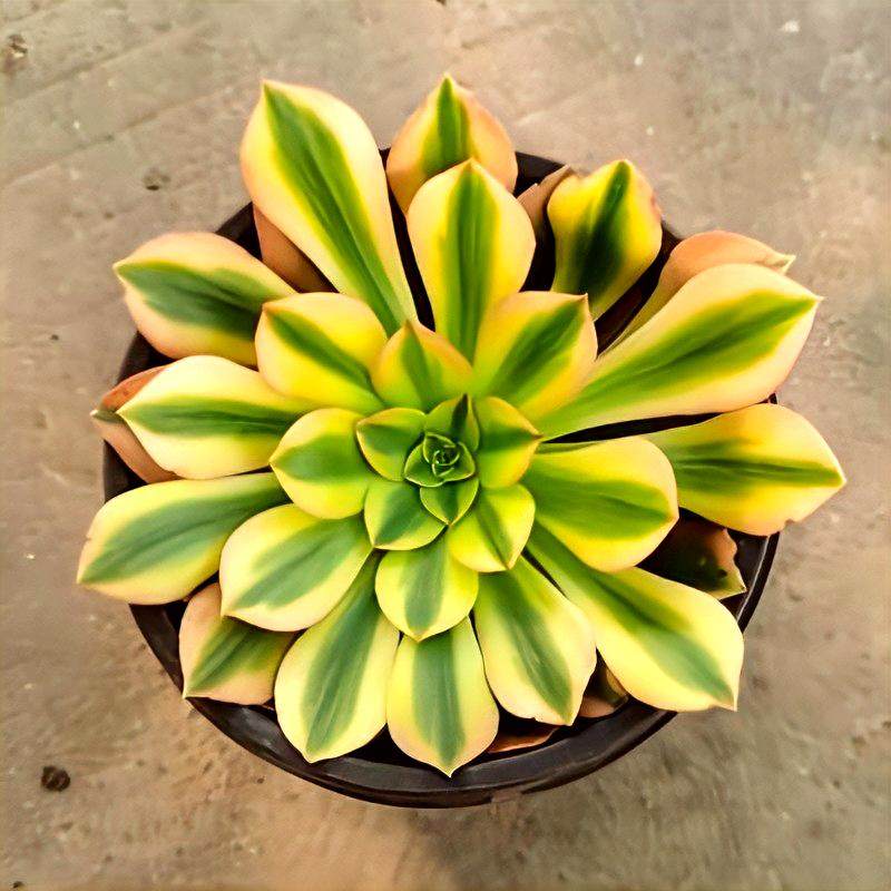 维纳法师锦多肉维娜趣味植物大单头带根室内阳台窗台办公桌花卉