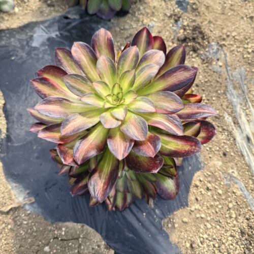 年宵花卉多肉植物流星雨法师锦花卉绿植盆栽创意生活新手套餐阳台