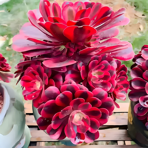法师美杜莎女巫倾城多肉植物盆栽
