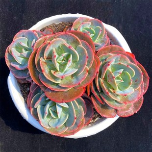 多肉植物红粉台阁单头群生捧花老桩大群多头一物一拍精品肉肉