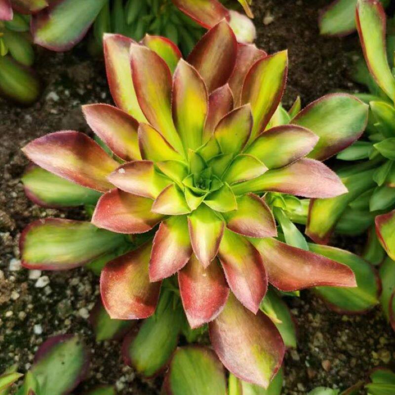 多精多肉法师锦 韶华手捧花多头超大法师三仙多肉老桩组合绿植花