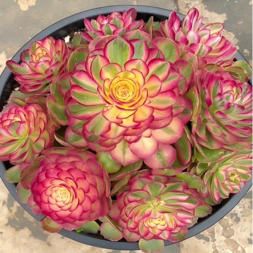 倾城法师锦高端法师多肉植物