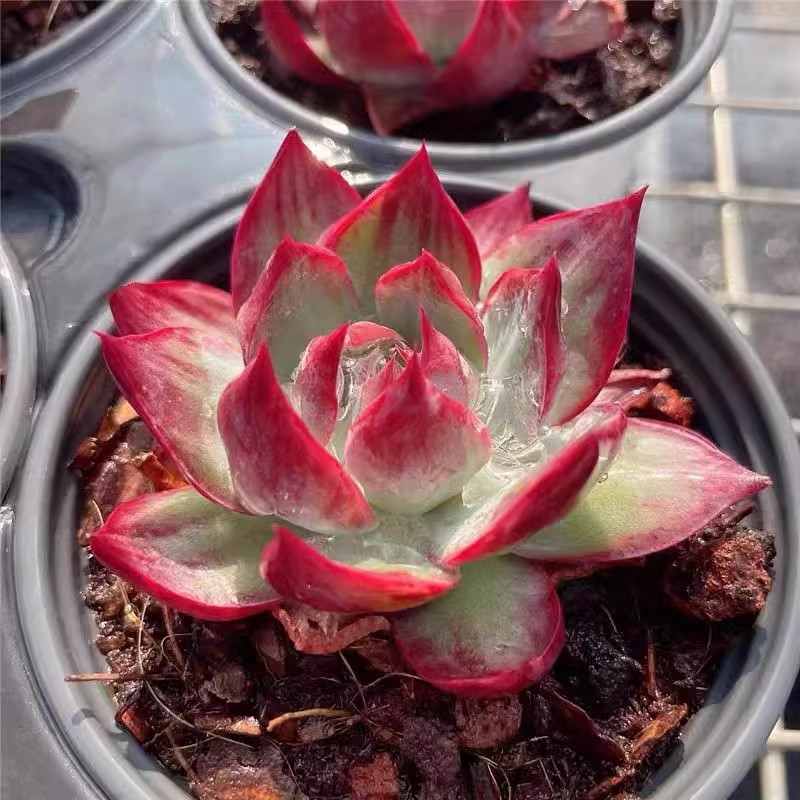 惊鸿仙子多肉植物新品贵货稀有花卉盆栽绿植好养组合肉肉拉丝肉肉