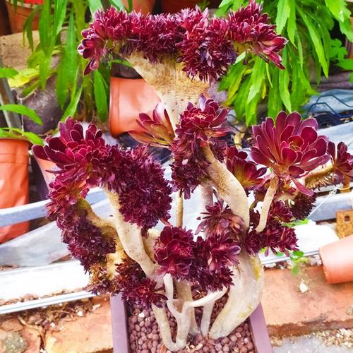 万圣节沙拉碗缀化老桩多肉植物