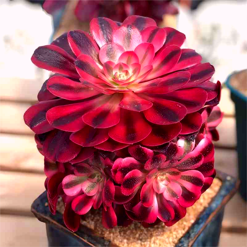 新三仙法师多肉植物群生