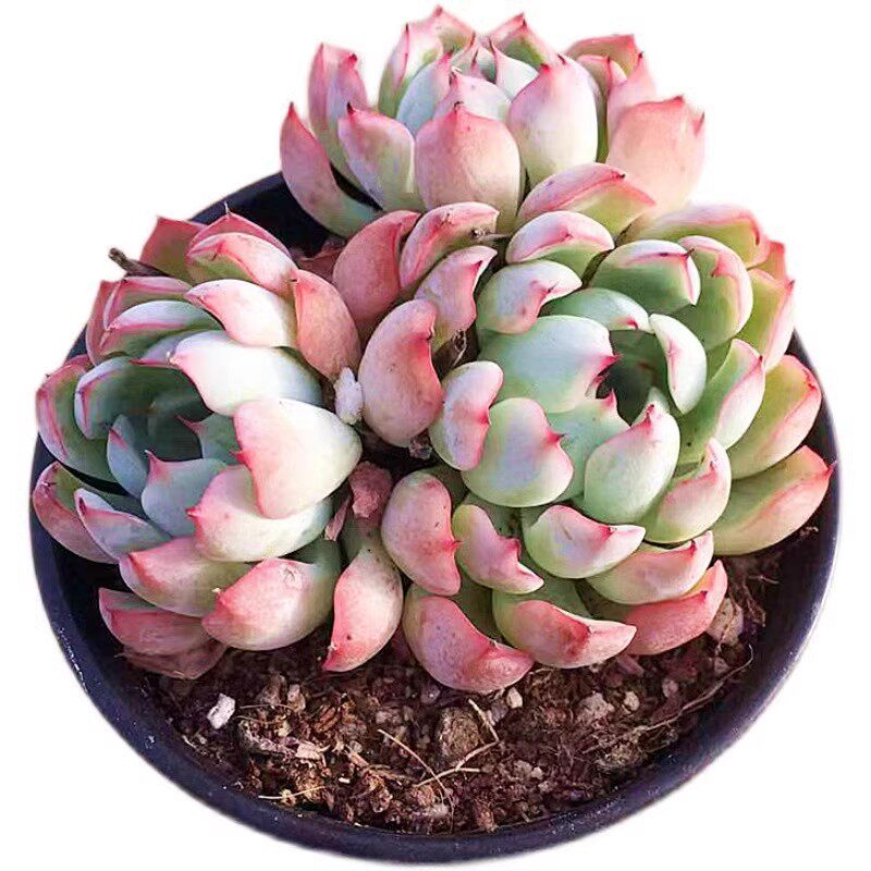 室内韧爪大群生多肉植物多肉老桩大颗仙人类龙骨冰魄块根钱串植物