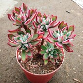 锦晃星造型小老桩趣味多肉植物红兔耳阳台办公室内桌面花卉