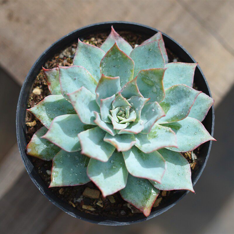 龙赞尼 多肉植物蓝色黄昏薄叶系 室内阳台办公桌多肉盆栽绿植花卉