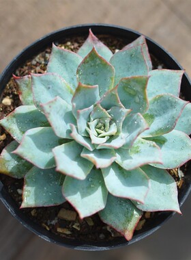 龙赞尼 多肉植物蓝色黄昏薄叶系 室内阳台办公桌多肉盆栽绿植花卉