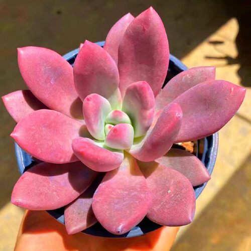 美观趣味桃花源新手多肉