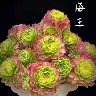 海王高端新品法师锦办公室内桌面阳窗台绿植花卉盆栽精品多肉植物