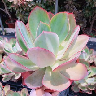 肯尼迪多肉巨大型多肉系列薄叶系植物薄叶中的百变星君品种