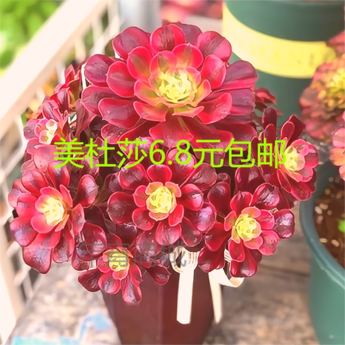 美杜莎法师多肉室内阳台
