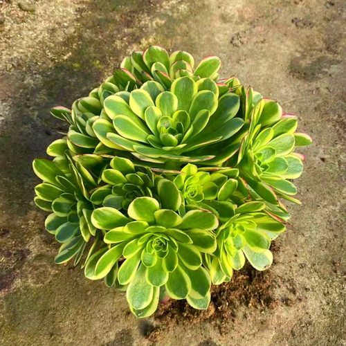 万圣节奶白锦高端法师锦多肉植物