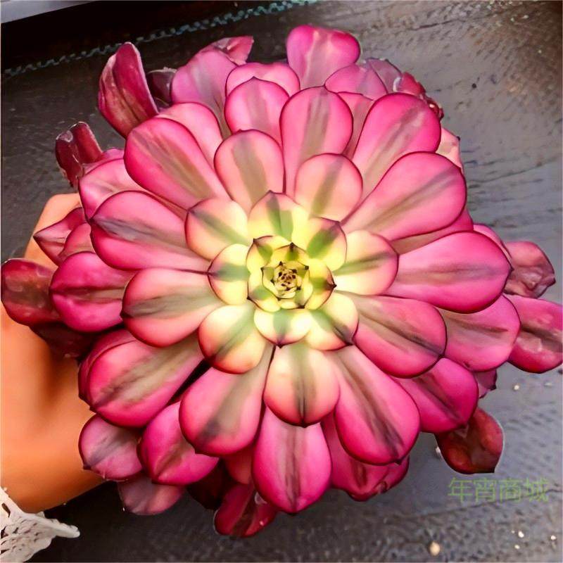 高端法师锦美亚美娅多肉植物稀有趣味花卉办公室内阳台桌面盆栽