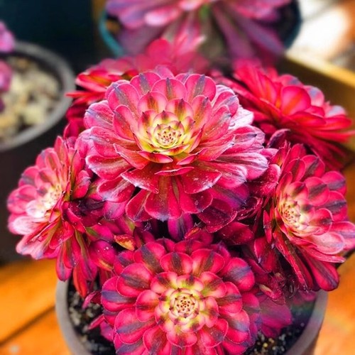 阳台庭院法师锦美观高端多肉