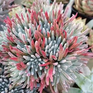 爱杜丽丝奴婢吉娜白菊仙女杯多头群生老桩韩货多肉植物绿植盆栽