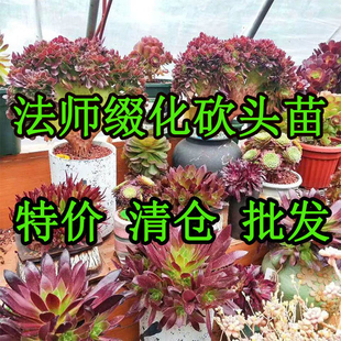 多肉缀化砍头苗无根黑法师铜 壶万圣节绿羊绒紫羊绒翡翠冰特价