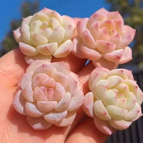 熊童子紫乐汤圆子宝多肉植物组合