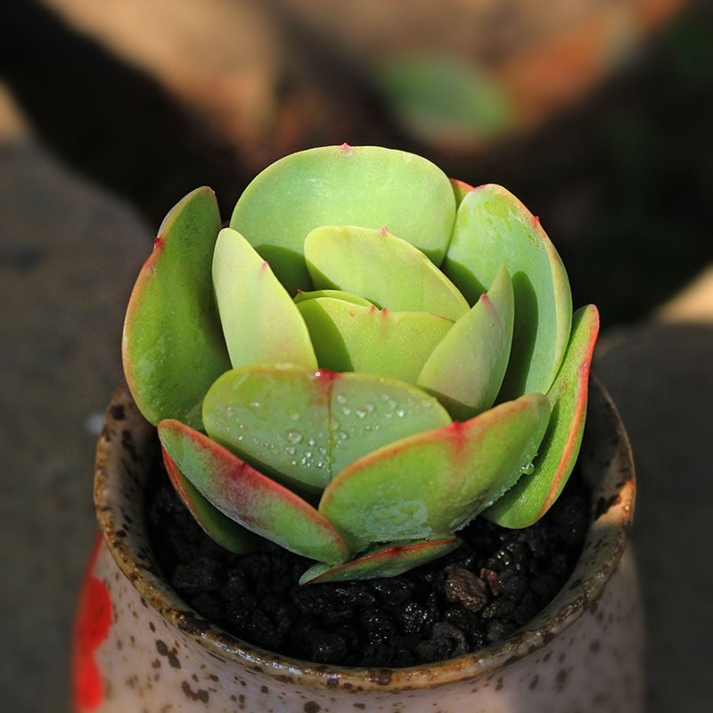 鸡蛋碧桃多肉植物鸡蛋莲花办公室桌面窗台绿植盆栽盆景