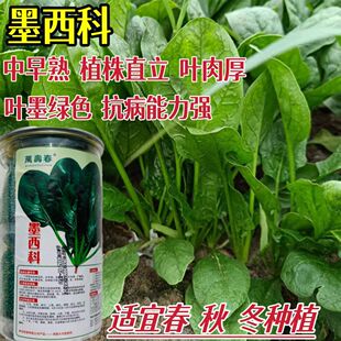 墨西科菠菜种子一代杂交耐寒抗病高产油量肉厚菠菜种子南北春秋播