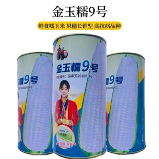 国审玉米种子金玉9号甜加糯白玉米种籽鲜食甜糯玉米籽春秋高产