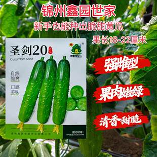 圣剑20黄瓜种子强雌短棒黄瓜种子清香甜脆口感型水果黄瓜种子