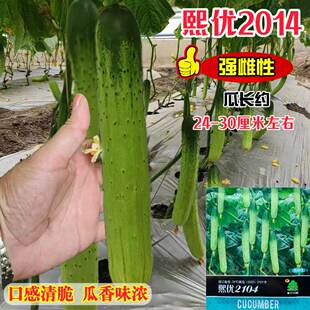 熙优2104黄瓜种子强雌性极早熟旱黄瓜种籽薄皮嫩绿色水果黄瓜种子