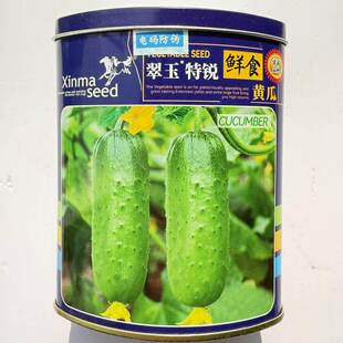 翠玉特锐鲜食黄瓜种子水果型小黄瓜旱秋瓜短棒唐山秋瓜籽春秋播种