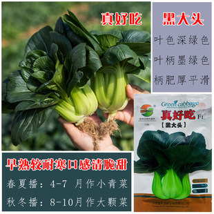 黑大头苏州青种子油菜小白菜黑叶甜糯青菜上海青四季蔬菜种子