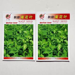 六朝秋田菊花叶种子菊花脑种子菊花叶籽菊花涝阳台盆栽多年生宿根