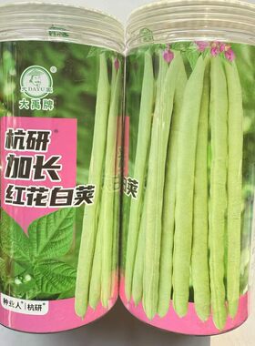 大禹杭研加长红花白荚早熟长豆角种子豆荚微弓型浅绿色长豆角种
